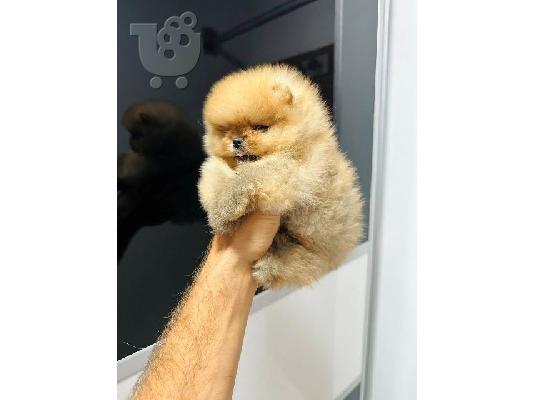 Pomeranians κορυφαίας ποιότητας